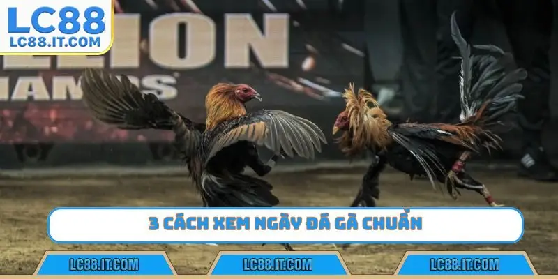 3 cách xem ngày đá gà