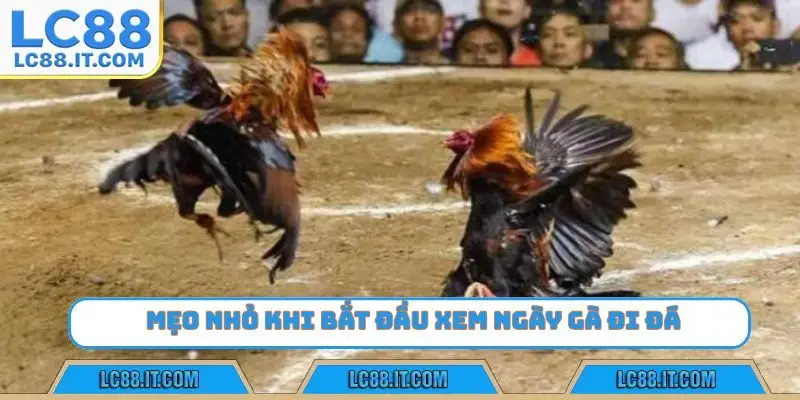 Mẹo nhỏ khi bắt đầu xem ngày gà đi đá